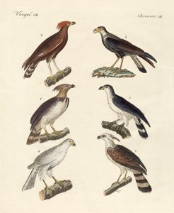 Seltsame Adler