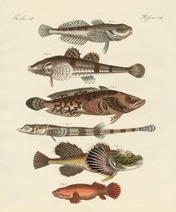Seltsame Fische von German School
