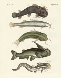 Seltsame Fische von German School
