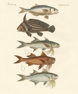 Seltsame Fische von German School