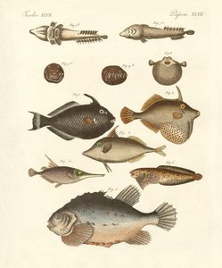 Seltsame Fische