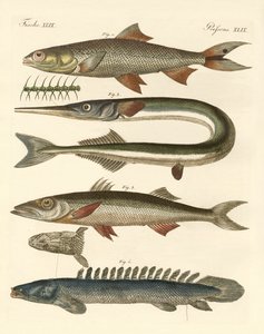Seltsame Fische