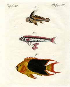 Seltsame Fische von German School