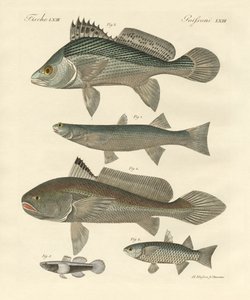 Seltsame Fische aus dem Ganges von German School