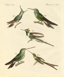 Seltsame Kolibris
