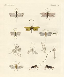 Seltsame Insekten
