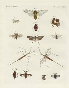 Seltsame Insekten