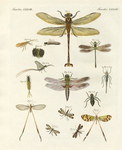 Seltsame Insekten