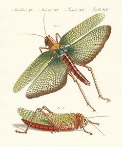 Seltsame Insekten