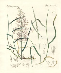 Seltsame Arten von Kräutern