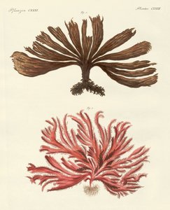 Seltsame Arten von Algen von German School