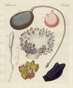 Seltsame Mollusken