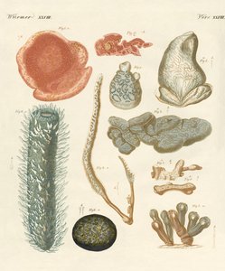 Seltsame Mollusken
