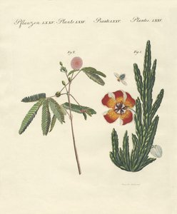 Seltsame Pflanzen von German School