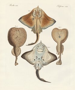 Seltsame Rochen