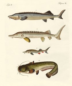 Seltsame Flussfische