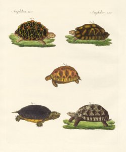 Seltsame Schildkröten
