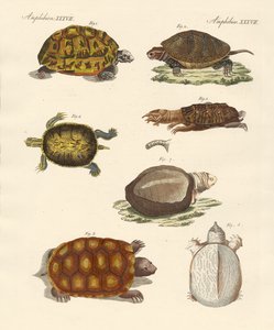 Seltsame Schildkröten