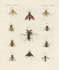 Seltsame zweiflügelige Insekten