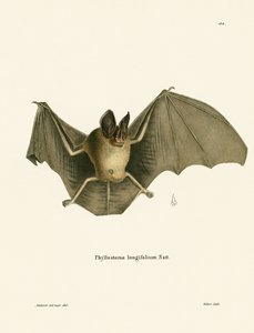 Gestreifte Haar-Nasen-Fledermaus