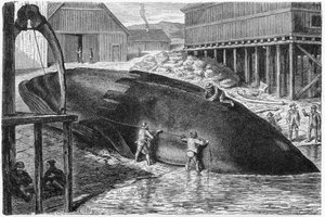 Blubber von einem Wal in Finnland entfernen, 1893