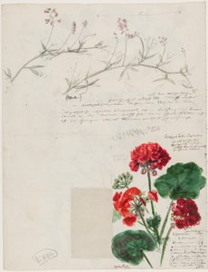 Studien von Pflanzen und Figuren gemacht in Rom und Pankow, Berlin, 1868 von German School