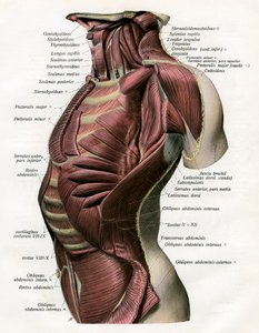 Studie der Muskeln des menschlichen Torsos und Halses