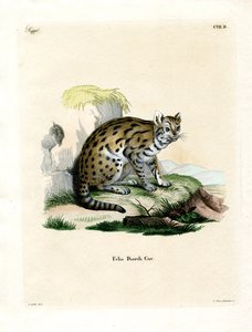 Sunda-Nebelpanther von German School