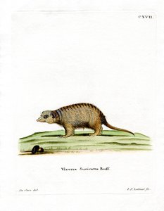 Erdmännchen von German School