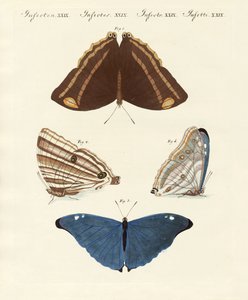 Surinam-Schmetterlinge von German School
