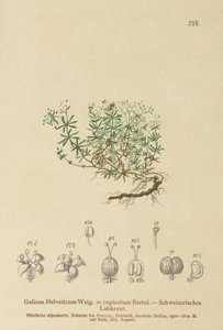 Schweizer Labkraut (Galium helveticum, Galium rupicolum, Galium megalospermum) von German School