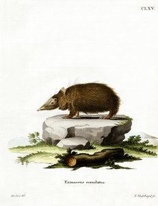 Schwanzloser Tenrek