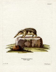 Schwanzloser Tenrek