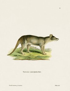 Tasmanischer Tiger (farbige Gravur) von German School