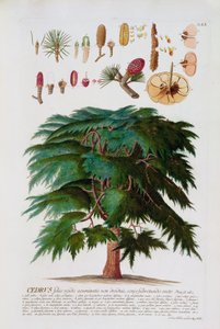 Die Zeder, graviert von Johann Jakob Haid (1704-67) Tafel 60 aus einem botanischen Buch, veröffentlicht von Augustus Vind