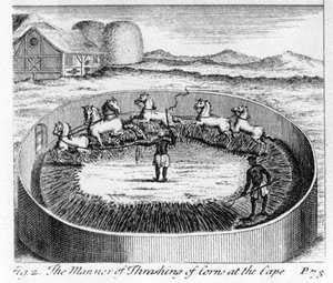 Die Art des Dreschens von Korn am Kap, Illustration aus 