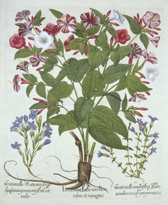 Wunder von Peru und zwei Arten von Enzian, aus Hortus Eystettensis, von Basil Besler (1561-1629), veröffentlicht 1613 von German School
