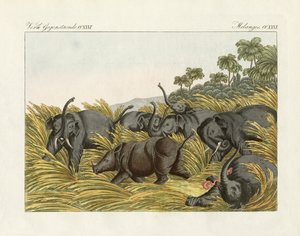 Der Kampf des Nashorns mit den Elefanten (Farbstich) von German School