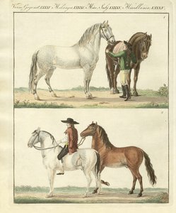 Das Pferd mit seinen verschiedenen Arten von German School