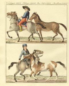 Das Pferd mit seinen verschiedenen Arten von German School