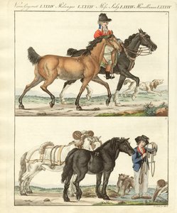 Das Pferd mit seinen verschiedenen Arten von German School