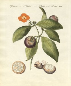 Der Mangostanbaum