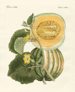 Die Melone
