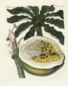 Der Melonen- oder Papayabaum von German School