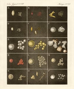 Der Pollen oder Blütenstaub der Pflanzen von German School