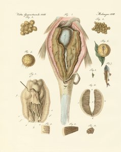 Der Rogen oder das Ovarium der Karpfen und Malermuscheln, oder die Entwicklung der Fische und Malermuscheln (Farbstich) von German School