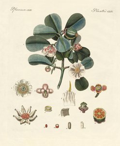 Die rosafarbene Clusia