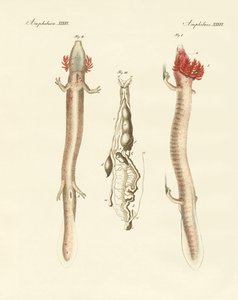 Der gewundene Proteus von German School