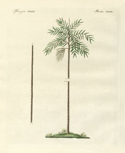 Die schlanke Palme von New Ireland