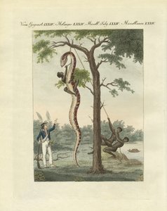 Wie die Schwarzen in Amerika die Boa häuten